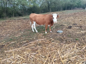 Vând vaci înscrise în COP 