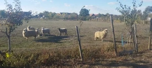 Oi de vânzare 6 bucăți în Dud, jud. Arad - imagine 3