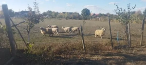 Oi de vânzare 6 bucăți în Dud, jud. Arad