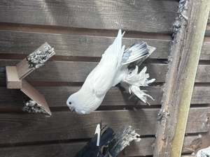 Gusati de pomerania  - imagine 2