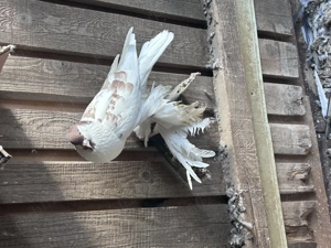 Gusati de pomerania  - imagine 3