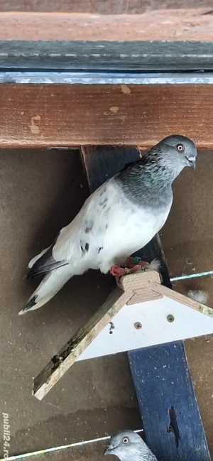 Porumbei berzați de Budapesta  - imagine 2