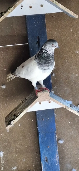 Porumbei berzați de Budapesta  - imagine 4