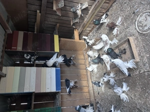 Gusati de pomerania  - imagine 4