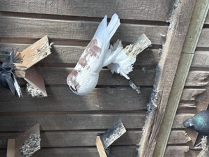 Gusati de pomerania  - imagine 5