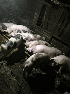 Vând porci  - imagine 3 Vând porci  - imagine 3