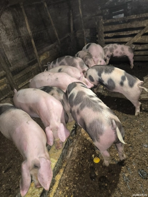 Vând porci  - imagine 4 Vând porci  - imagine 4