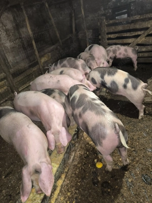 Vând Porci (crescuți acasă bio) - imagine 3