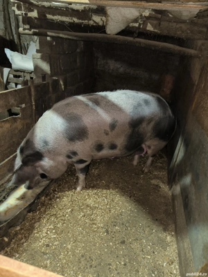 Vând scroafă - imagine 5 Vând scroafă - imagine 5