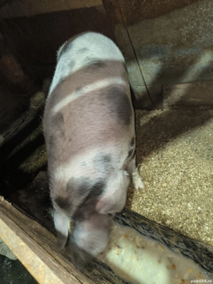 Vând scroafă - imagine 4 Vând scroafă - imagine 4