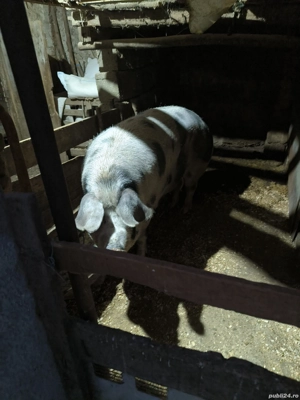 Vând scroafă - imagine 2 Vând scroafă - imagine 2