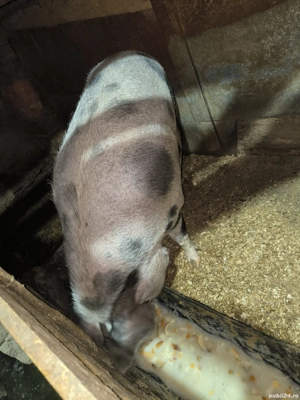 Vând scroafă - imagine 3 Vând scroafă - imagine 3