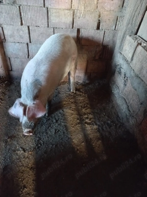 Vând doua scroafe - imagine 2 Vând doua scroafe - imagine 2