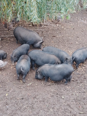 Porci vietnamezi  - imagine 2