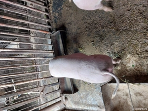 vand purcica - imagine 2