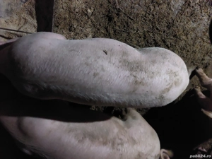 vand purcica - imagine 4