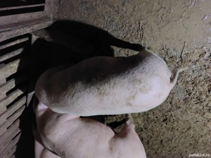 vand purcica - imagine 5