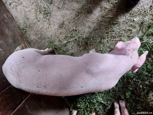 vand purcica - imagine 3