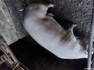 vand purcea  - imagine 4