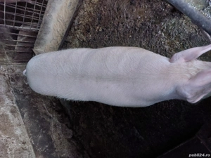 vand purcea  - imagine 3