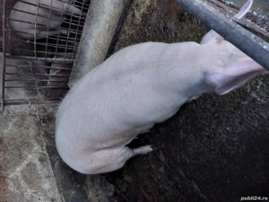 vand purcea  - imagine 2