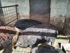 Porci mangalita si bazna  - imagine 3