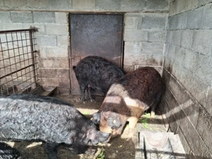 Porci mangalita si bazna  - imagine 2