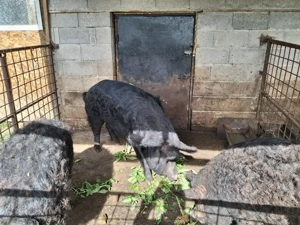 Porci mangalita si bazna 