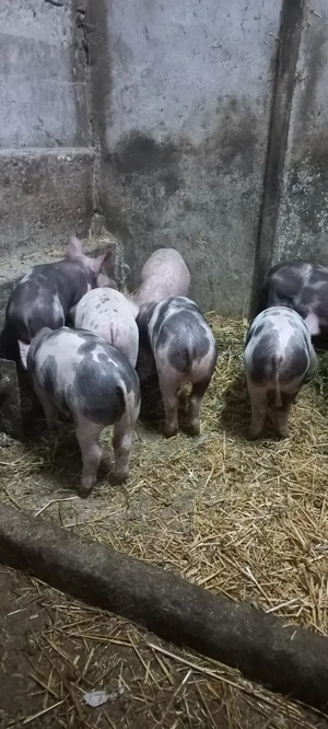 Purcei Castrați și Deparazitați Comuna Lița Preț 500 Lei