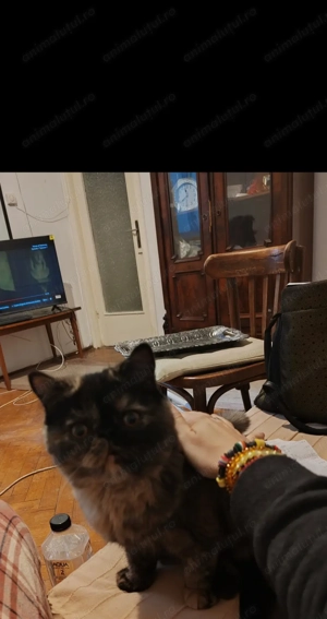 Pisica persana exotic extremal tortie  - imagine 3