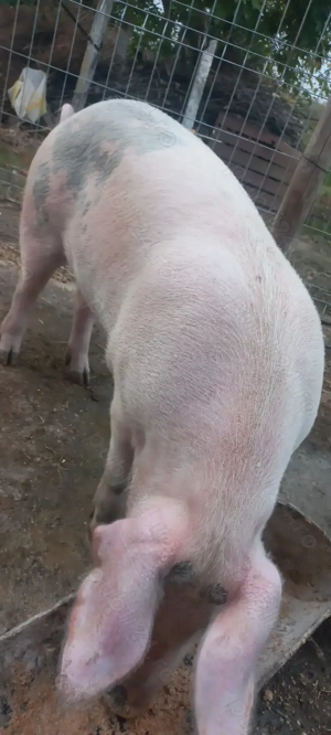 Rezervări Porci de Țară pentru Crăciun crescuți cu cereale 17 Lei . Kg Com Lița Teleorman - imagine 3