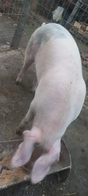 Rezervări Porci de Țară pentru Crăciun crescuți cu cereale 17 Lei . Kg Com Lița Teleorman - imagine 2