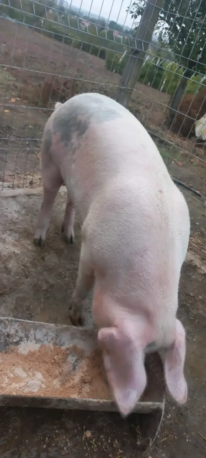 Rezervări Porci de Țară pentru Crăciun crescuți cu cereale 17 Lei . Kg Com Lița Teleorman - imagine 4