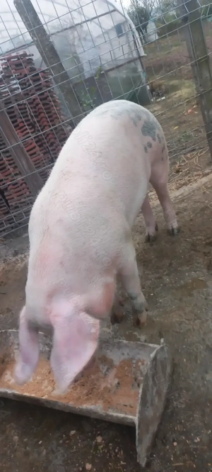 Rezervări Porci de Țară pentru Crăciun crescuți cu cereale 17 Lei . Kg Com Lița Teleorman - imagine 5