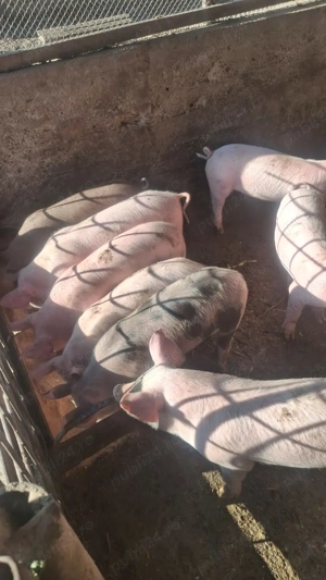 Purcei de 9 saptamani