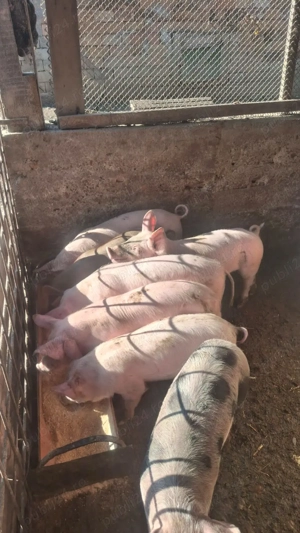 Purcei de 9 saptamani - imagine 2