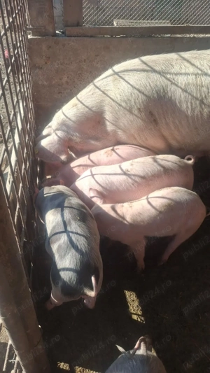 Purcei de 9 saptamani - imagine 3