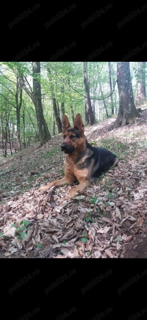 Ciobănesc german puiuț 