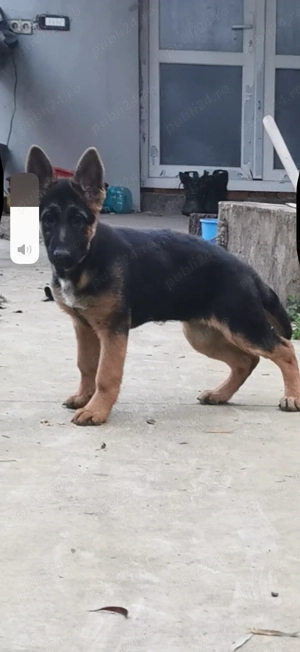 Ciobănesc german puiuți 