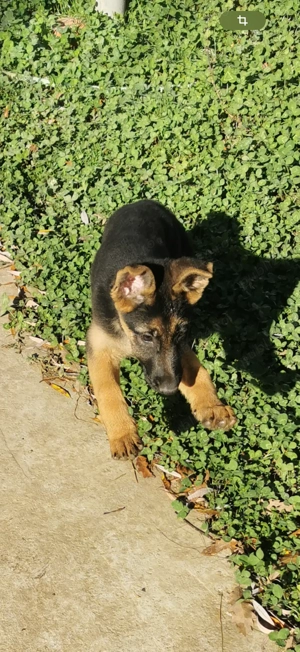 Ciobănesc german puiuți  - imagine 4