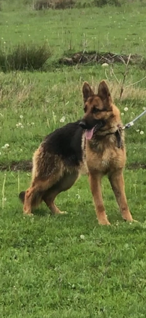 Ciobănesc german puiuți  - imagine 3