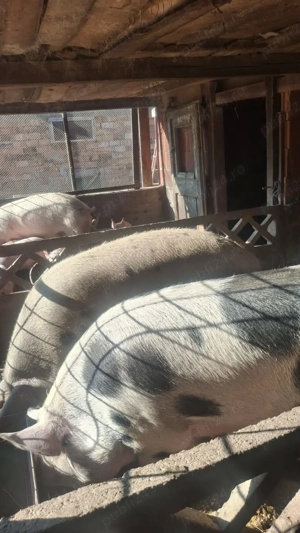 Porci de carne - imagine 4 Porci de carne - imagine 4