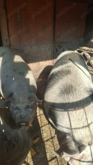 Porci de carne - imagine 2 Porci de carne - imagine 2