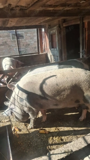 Porci de carne