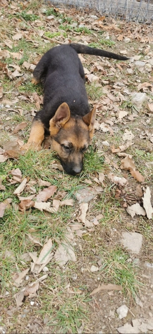 Ciobănesc german puiuț  - imagine 3