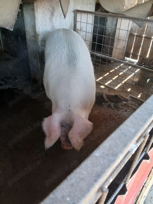 Vând purcea - imagine 2