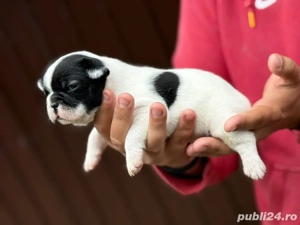 Pui bulldog francez   - imagine 4