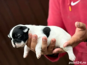 Pui bulldog francez   - imagine 3