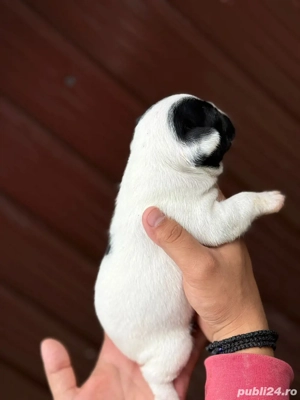 Pui bulldog francez   - imagine 5