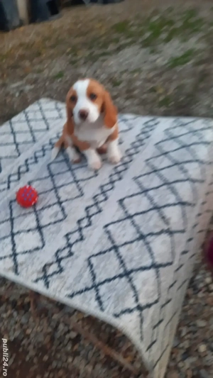 beagle bicolor superba